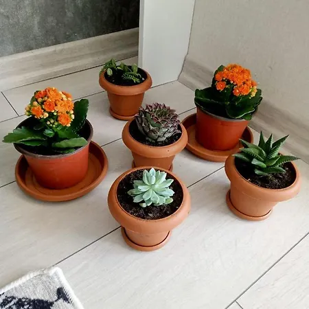 Esenboga Airport Luxury Concept